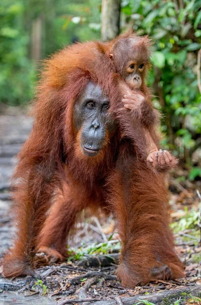 Cub Orangutang Mors Tillbaka Grön Regnskog Naturliga Livsmiljö Orangutang Pongo — Stockfoto
