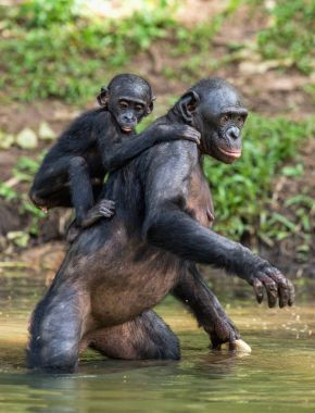 Bonobo dururken geri duran üzerinde bir yavrusu bacaklarını su üzerinde. Bonobo (Pan paniscus). Kongo. Afrika