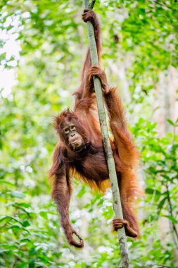 Borneo orangutan (Pongo pygmaeus) ağaç. Vahşi doğa. Doğal yaşam merkezi Borneo orangutan (Pongo pygmaeus wurmbii). Borneo tropikal yağmur ormanları