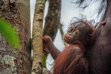 Baby orangutan (Pongo pygmaeus) in the wild nature. Natural habitat in Rainforest of Island Borneo. Indonesia. clipart