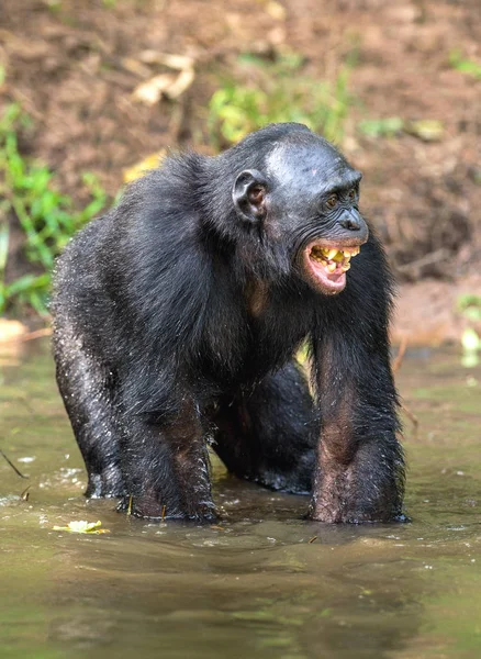 Uśmiechający Się Bonobo Stojących Wodzie Stawu Bonobo Pan Paniscus Kongo — Zdjęcie stockowe