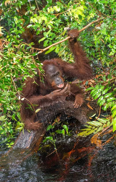 Orang Oetan Drinkwater Uit Rivier Jungle Centrale Borneose Orang Oetan — Stockfoto