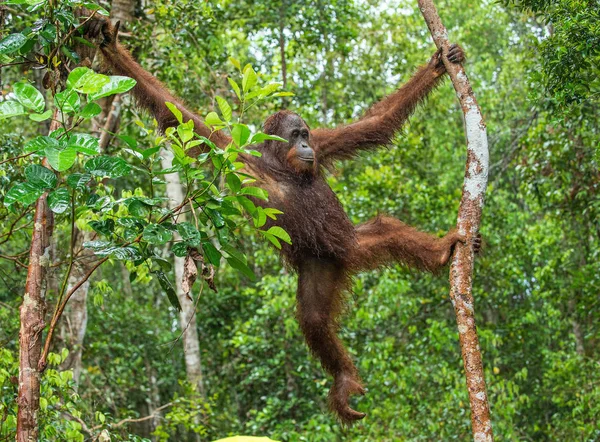 大自然の中の雨の下で木にボルネオ オランウータン 自然の生息地で木に中央ボルネオ オランウータン ポンゴは例 Wurmbii ボルネオの熱帯雨林 インドネシア — ストック写真