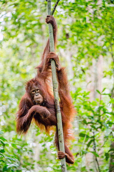 Bornean orangutan (Pongo pygmaeus) на дереве. Дикая природа. Центральный Борнеев орангутанг (Pongo pygmaeus wurmbii) в естественной среде обитания. Тропические тропические леса Борнео
