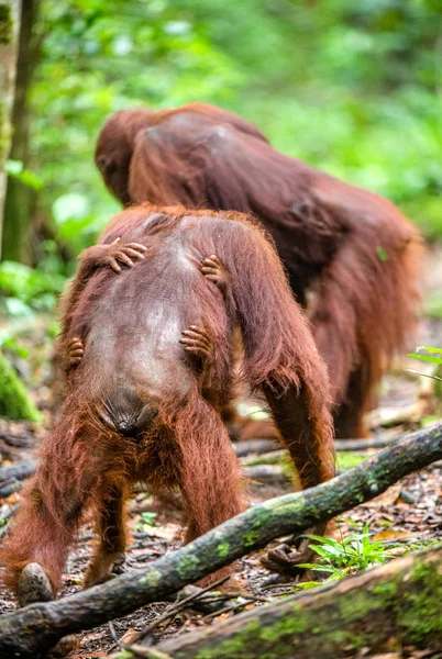 野生の自然でボルネオ オランウータン 自然の生息地で中央ボルネオ オランウータン ポンゴは例 Wurmbii Borneo Indonesia の熱帯雨林 — ストック写真