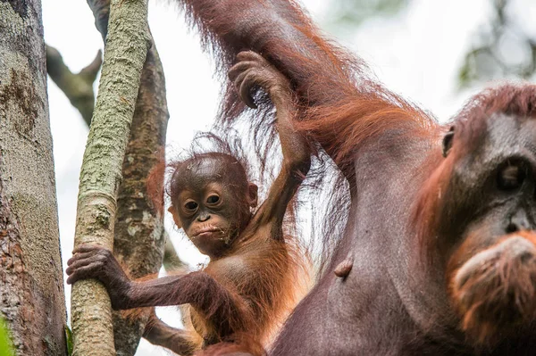 Bayi Orangutan Dengan Ibu Pongo Pygmaeus Alam Liar Habitat Alami — Stok Foto