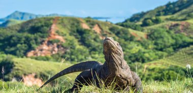 Komodo dragon Varanus komodoensis açık ağız ile baş kaldırdı. Bu dünyanın en büyük yaşam kertenkele var. Ada Rinca. Endonezya.