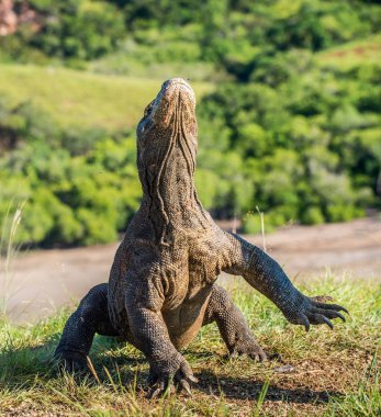 Komodo dragon Varanus komodoensis açık ağız ile baş kaldırdı. Bu dünyanın en büyük yaşam kertenkele var. Ada Rinca. Endonezya.