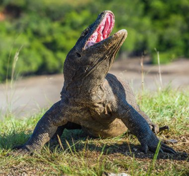 Komodo dragon Varanus komodoensis açık ağız ile baş kaldırdı. Bu dünyanın en büyük yaşam kertenkele var. Ada Rinca. Endonezya.