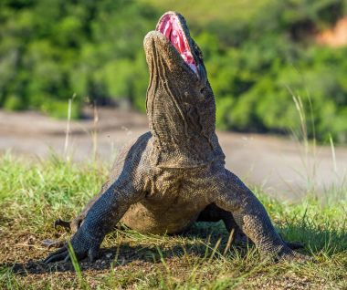 Komodo dragon Varanus komodoensis açık ağız ile baş kaldırdı. Bu dünyanın en büyük yaşam kertenkele var. Ada Rinca. Endonezya.