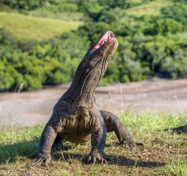 Komodo dragon Varanus komodoensis açık ağız ile baş kaldırdı. Bu dünyanın en büyük yaşam kertenkele var. Ada Rinca. Endonezya.