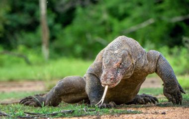 Yürüyen Komodo hava koklama ejderha (Varanus komodoensis) dilini çıkarmış. Dünyanın en büyük yaşam kertenkele. Ada Rinca. Endonezya.