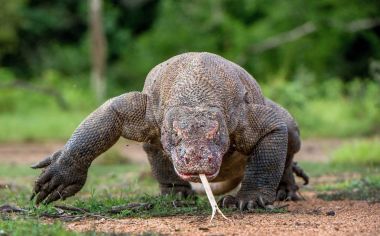 Yürüyen Komodo hava koklama ejderha (Varanus komodoensis) dilini çıkarmış. Dünyanın en büyük yaşam kertenkele. Ada Rinca. Endonezya.