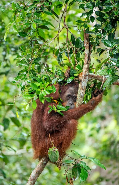 婆罗洲的猩猩在树下 在雨中野生自然 中央婆罗洲猩猩 猩猩波罗门 Wurmbii 在自然栖息地的树上 婆罗洲的热带雨林 印度尼西亚 — 图库照片