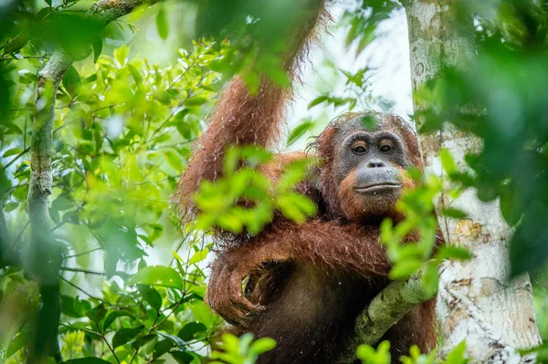 婆罗洲的猩猩在树下 在雨中野生自然 中央婆罗洲猩猩 猩猩波罗门 Wurmbii 在自然栖息地的树上 婆罗洲的热带雨林 印度尼西亚 — 图库照片