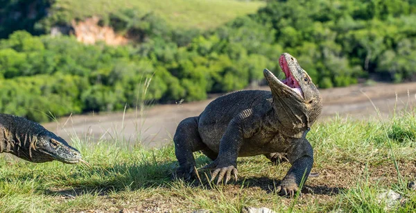 The Komodo dragon Varanus komodoensis raised the head with open mouth. It is the biggest living lizard in the world. Island Rinca. Indonesia. — Stock Image Komodo Dragon Varanus Komodoensis Raised Head Open Mouth Biggest Living Stock Photo