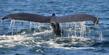 Kuyruk yüzgeci büyük kambur balina (Megaptera novaeangliae).