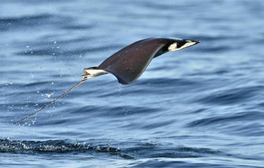 Sudan atlama Mobula ray. Manta de keşiş, Munk'ın şeytan ray, cüce devil ray, smoothtail mobula, bilinen Mobula munkiana familyasından bir aile Myliobatida ray. Pasifik Okyanusu