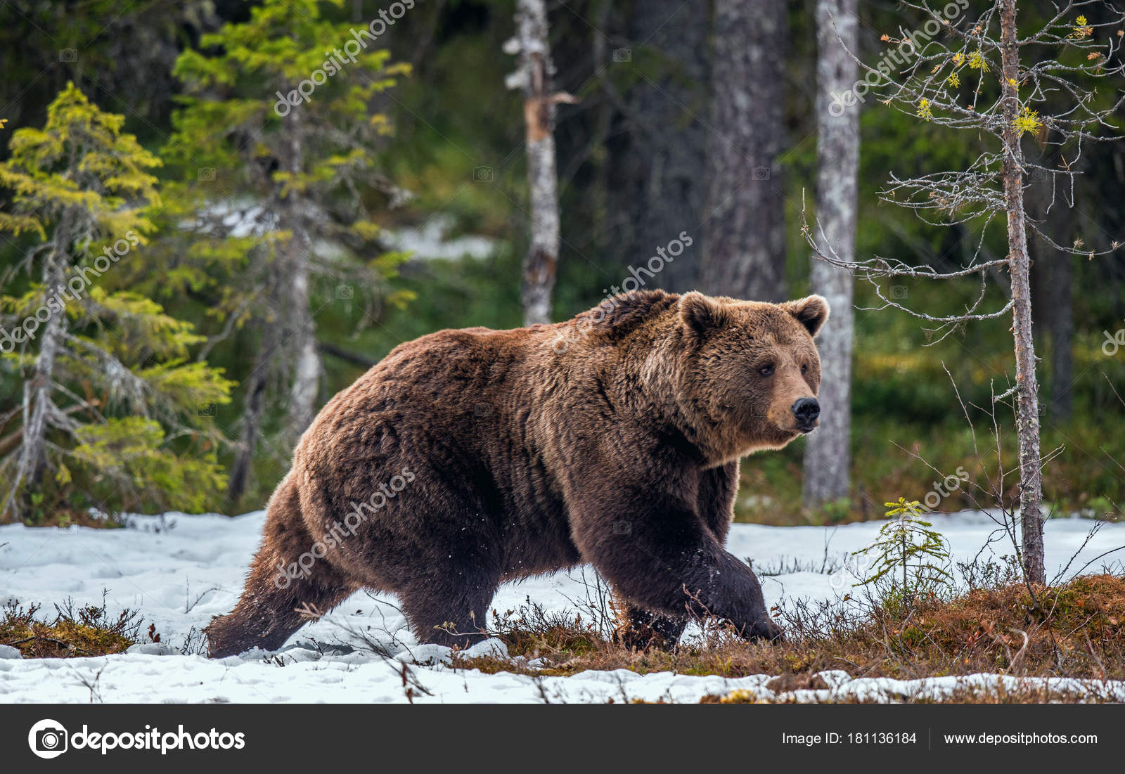 Урсус медведь. Урсус арктос. Бурый медведь (лат. Урсус арктос. Урсус арктос.