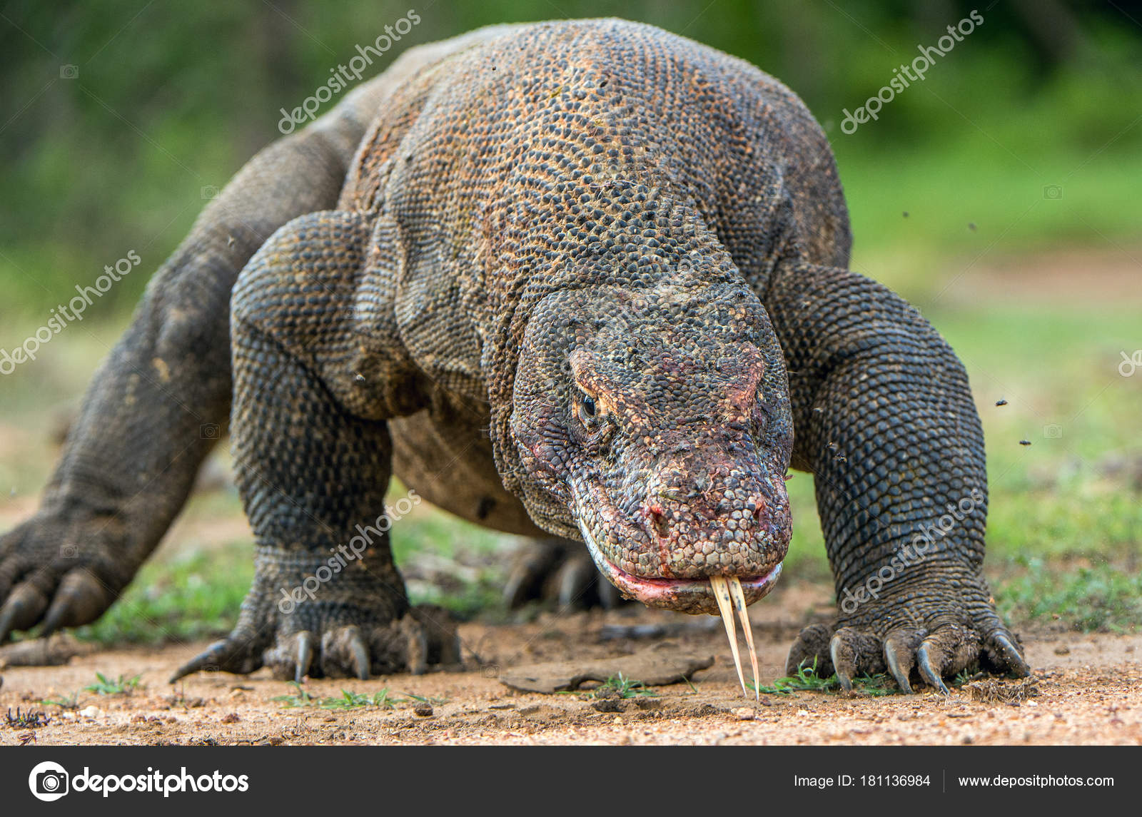 telecharger comodo dragon 2013 gratuit telecharger comodo dragon 2013 gratuit