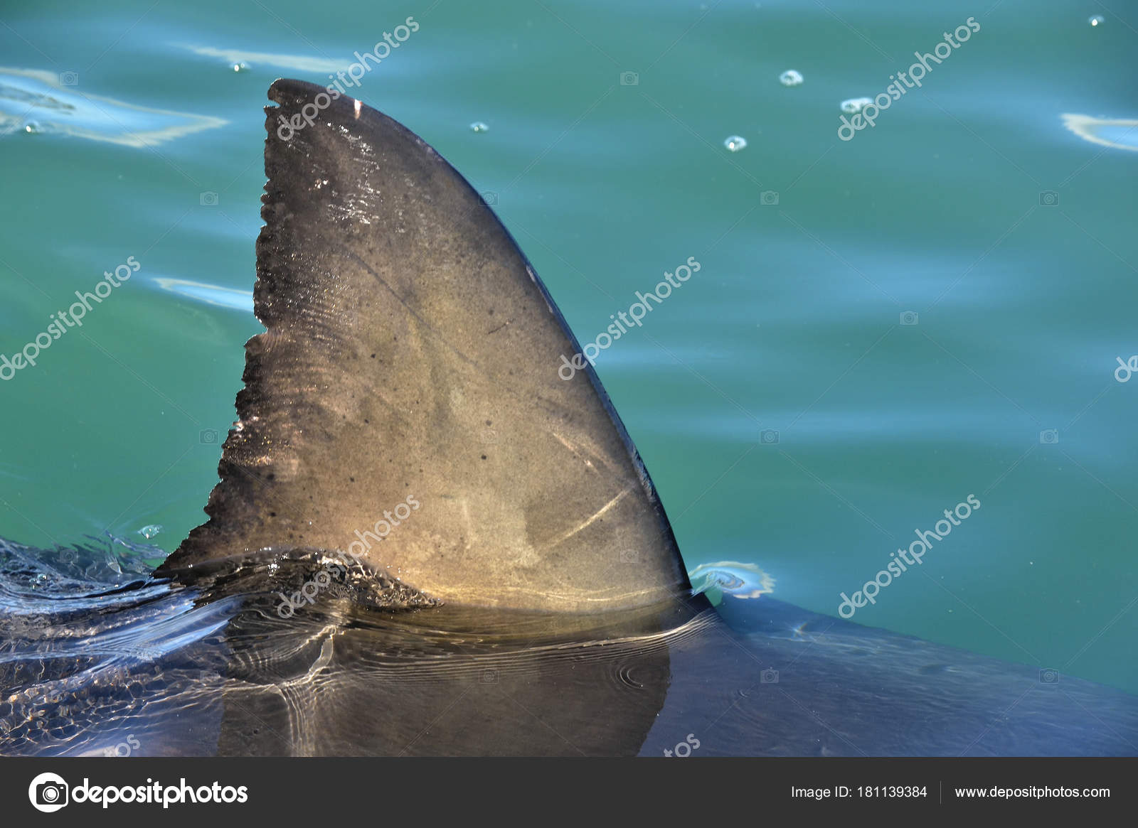 93 317 Fin Stock Photos Images Download Fin Pictures On Depositphotos 93 317 Fin Stock Photos Images Download Fin Pictures On Depositphotos
