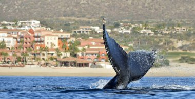 Kuyruk yüzgeci büyük kambur balina (Megaptera novaeangliae).