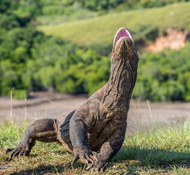 Komodo dragon Varanus komodoensis açık ağız ile baş kaldırdı. Bu dünyanın en büyük yaşam kertenkele var. Ada Rinca. Endonezya.