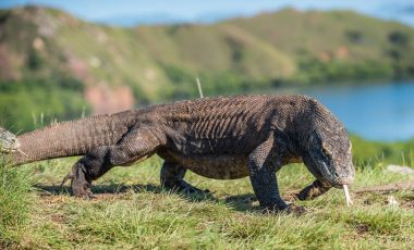 O çatal dilini Komodo dragon (Varanus komodoensis) hava kokla. Dünya yaşam kertenkele doğal ortamlarında içinde en büyük. Ada Rinca. Endonezya.