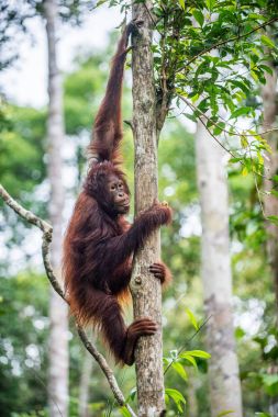 Genç, Borneo Orangutan doğal bir yaşam alanı ağacında üzerinde. Borneo orangutan (Pongo pygmaeus wurmbii) vahşi doğada. Adası Borneo yağmur ormanları. Endonezya.