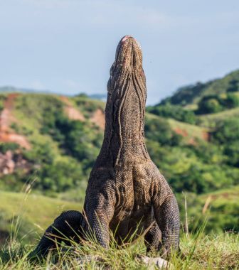 Komodo dragon Varanus komodoensis açık ağız ile baş kaldırdı. Bu dünyanın en büyük yaşam kertenkele var. Ada Rinca. Endonezya.
