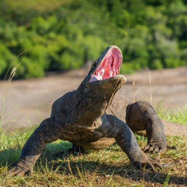 Komodo dragon Varanus komodoensis açık ağız ile baş kaldırdı. Bu dünyanın en büyük yaşam kertenkele var. Ada Rinca. Endonezya.