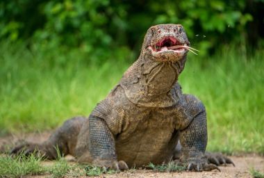 Komodo dragon Varanus komodoensis açık ağız ile baş kaldırdı. Bu dünyanın en büyük yaşam kertenkele var. Ada Rinca. Endonezya.