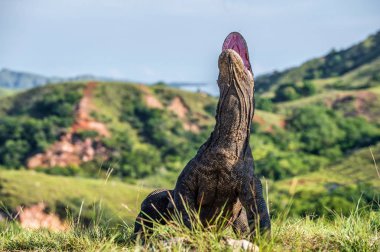 Komodo dragon Varanus komodoensis açık ağız ile baş kaldırdı. Bu dünyanın en büyük yaşam kertenkele var. Ada Rinca. Endonezya.