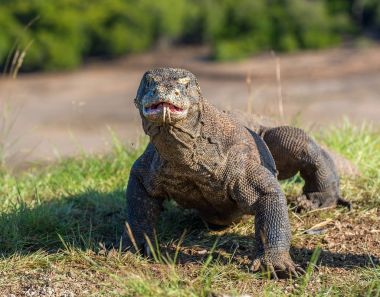 O çatal dilini Komodo dragon hava kokla. Portre kadar kapatın. (Varanus komodoensis) Dünya yaşam kertenkele doğal ortamlarında içinde en büyük. Rinca Adası. Endonezya.
