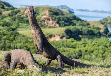 Komodo dragon açık ağız ve arka ayakları üzerinde duruyor. (Varanus komodoensis) Bu dünyanın en büyük yaşam kertenkele var. Rinca Adası'nda. Endonezya.