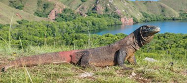 Komodo dragon. (Varanus komodoensis) Dünya yaşam kertenkele doğal ortamlarında içinde en büyük. Rinca Adası. Endonezya.