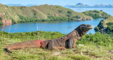 Komodo dragon. (Varanus komodoensis) Dünya yaşam kertenkele doğal ortamlarında içinde en büyük. Rinca Adası. Endonezya.