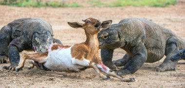Ejderha saldırır. Komodo ejderleri av saldırır. Komodo Ejderi, Varanus komodoensis, dünyanın en büyük yaşam kertenkele var. Rinca Adası'nda. Endonezya.