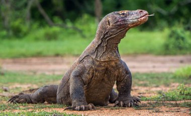 O çatal dilini Komodo dragon hava kokla. Portre kadar kapatın. (Varanus komodoensis) Dünya yaşam kertenkele doğal ortamlarında içinde en büyük. Rinca Adası. Endonezya.
