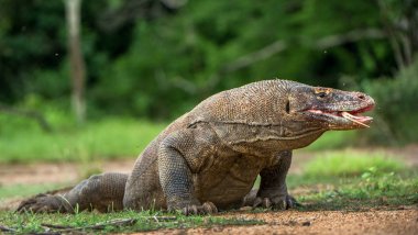 O çatal dilini Komodo dragon hava kokla. Portre kadar kapatın. (Varanus komodoensis) Dünya yaşam kertenkele doğal ortamlarında içinde en büyük. Rinca Adası. Endonezya.