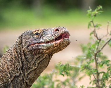 Portre Komodo Ejderi açık ağız ile kapatın. (Varanus komodoensis) Dünya yaşam kertenkele doğal ortamlarında içinde en büyük. Rinca Adası. Endonezya.