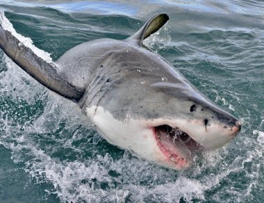 Büyük beyaz köpekbalığı, açık ağızlı Carcharodon carcharias. Yanlış Bay, Güney Afrika, Atlantik Okyanusu