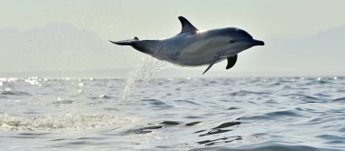Yunus, okyanusta yüzmeye. Yunus yüzmek ve su atlama. Uzun burunlu bayağı yunus (bilimsel adı: Delphinus capensis) Atlantik Okyanusu.