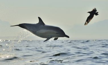 Yunus, okyanusta yüzmeye. Yunus yüzmek ve su atlama. Uzun burunlu bayağı yunus (bilimsel adı: Delphinus capensis) Atlantik Okyanusu.