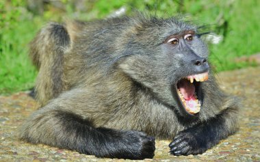 Baboon with open mouth exposing canine teeth. The Chacma baboon (Papio ursinus), also known as the Cape baboon. clipart