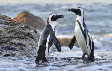 Afrika penguenler sahil üzerinde. Simons Town üzerinde Cape Yarımadası, Güney Afrika yakınındaki Boulders plajda Afrika penguenler (Spheniscus demersus).