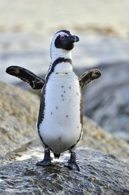 Sahil Afrika penguen. Simons Town üzerinde Cape Yarımadası, Güney Afrika yakınındaki Boulders plajda Afrika penguenler (Spheniscus demersus).