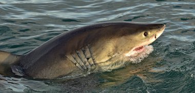 Büyük beyaz köpekbalığı, açık ağızlı Carcharodon carcharias. Yanlış Bay, Güney Afrika, Atlantik Okyanusu