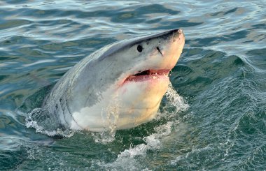 Büyük beyaz köpekbalığı, açık ağızlı Carcharodon carcharias. Yanlış Bay, Güney Afrika, Atlantik Okyanusu