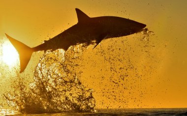 Büyük beyaz köpekbalığı gündoğumu Kızıl gökyüzü arka plan üzerinde atlama siluet. (Carcharodon carcharias) bir saldırıda ihlal. Bir büyük beyaz köpekbalığı (Carcharodon carcharias) avcılık. Güney Afrika